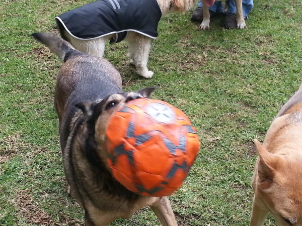 adiestramiento canino CDMX