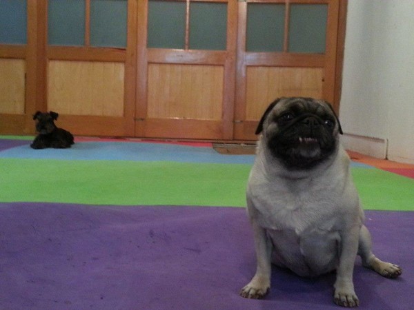 Guardería para perros CDMX