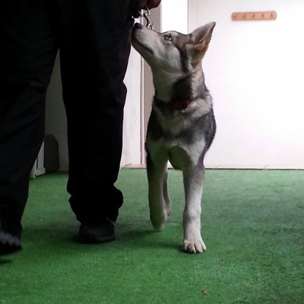 entrenamiento canino CDMX