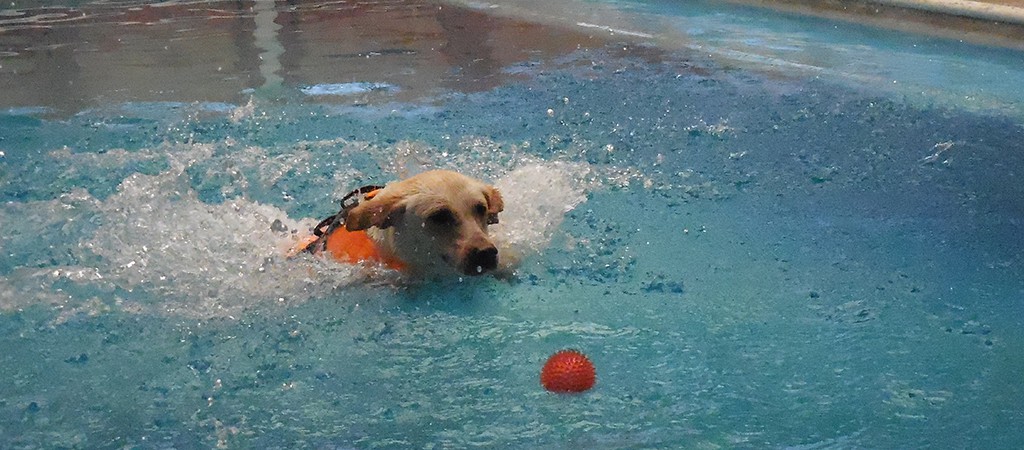 fiesta de perros en alberca