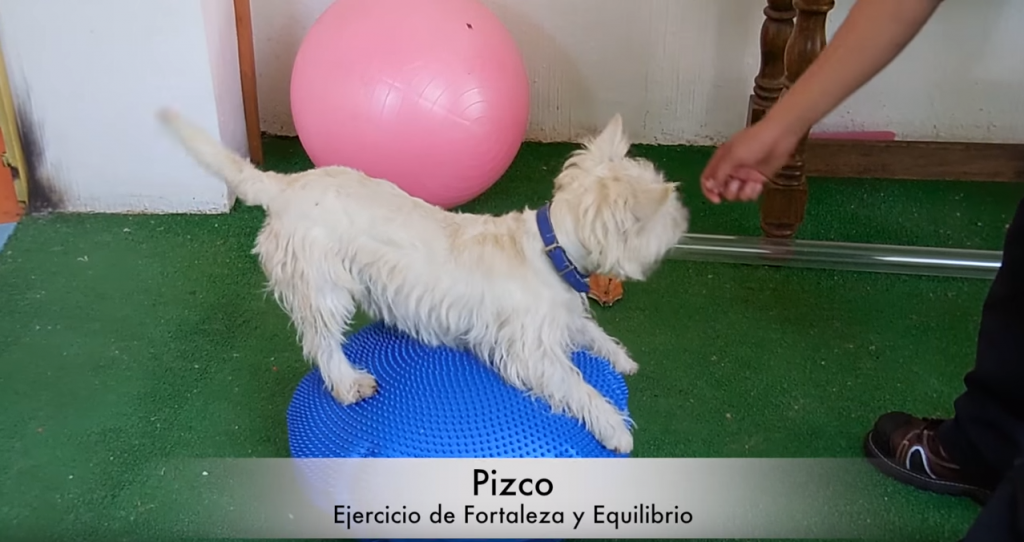 gimnasio para perros CDMX
