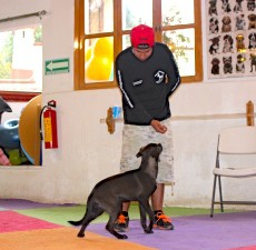 entrenamiento canino CDMX