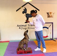 curso de obediencia canina en df