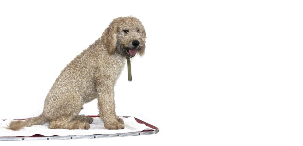 escuela para perros CDMX