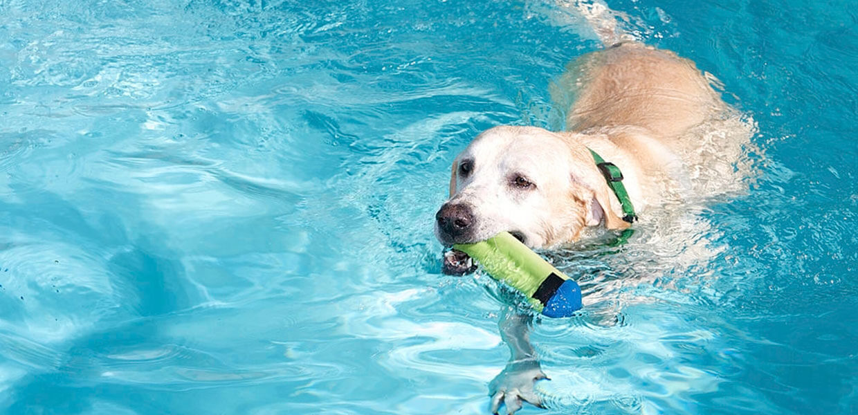 Entrenamiento para perros CDMX