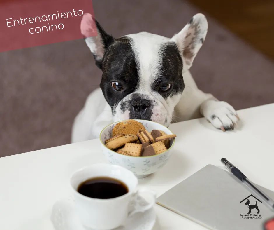 entrenar a sus perros