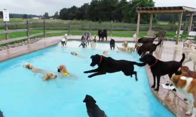 Fiesta de perros en alberca