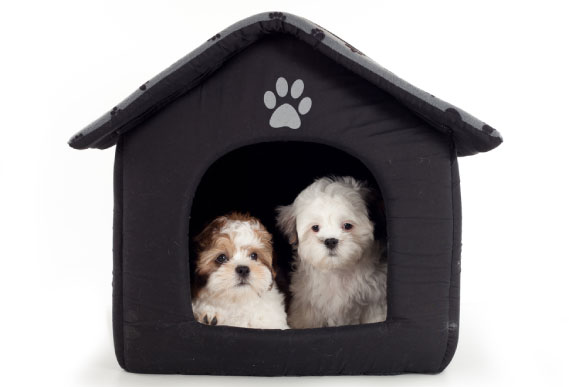 hotel para perros en CDMX