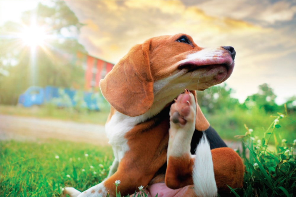 escuela para perros CDMX
