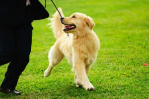 gimnasio para perros CDMX