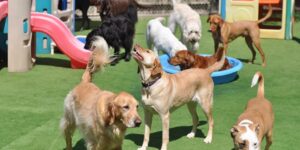 Pensiones para perros