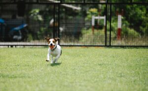 Gimnasio para perros CDMX