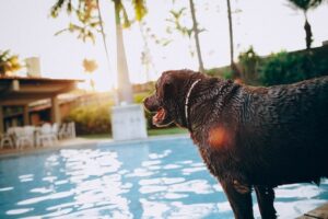 hotel para perros CDMX
