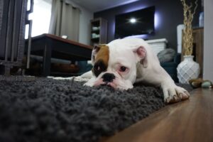 guardería para perros CDMX