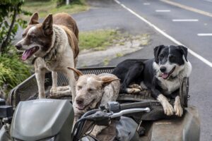 guardería para perros cdmx