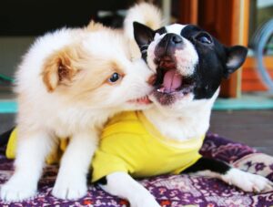 hotel para perros CDMX