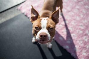aquí podrá encontrar las preguntas frecuentes acerca del hotel para perros en CDMX